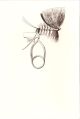 FLOATING FLIES AND HOW TO DRESS THEM. By F.M. Halford.