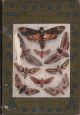 COMMON BRITISH MOTHS. By A.M. Stewart.