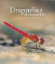 DRAGONFLIES and DAMSELFLIES: A NATURAL HISTORY. By Dennis Paulson.